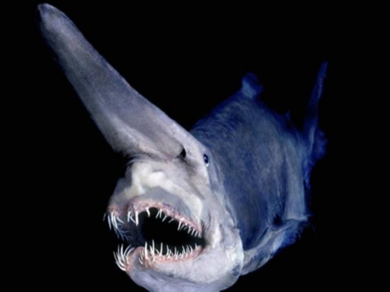 7 Most Terrifying and Bizarre Sea Monsters that Actually Exist